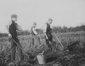 Otoato digging in Galway early 1900s. (Courtesy of of National Archives site)