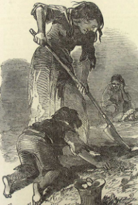 Digging for potatoes during the famine.